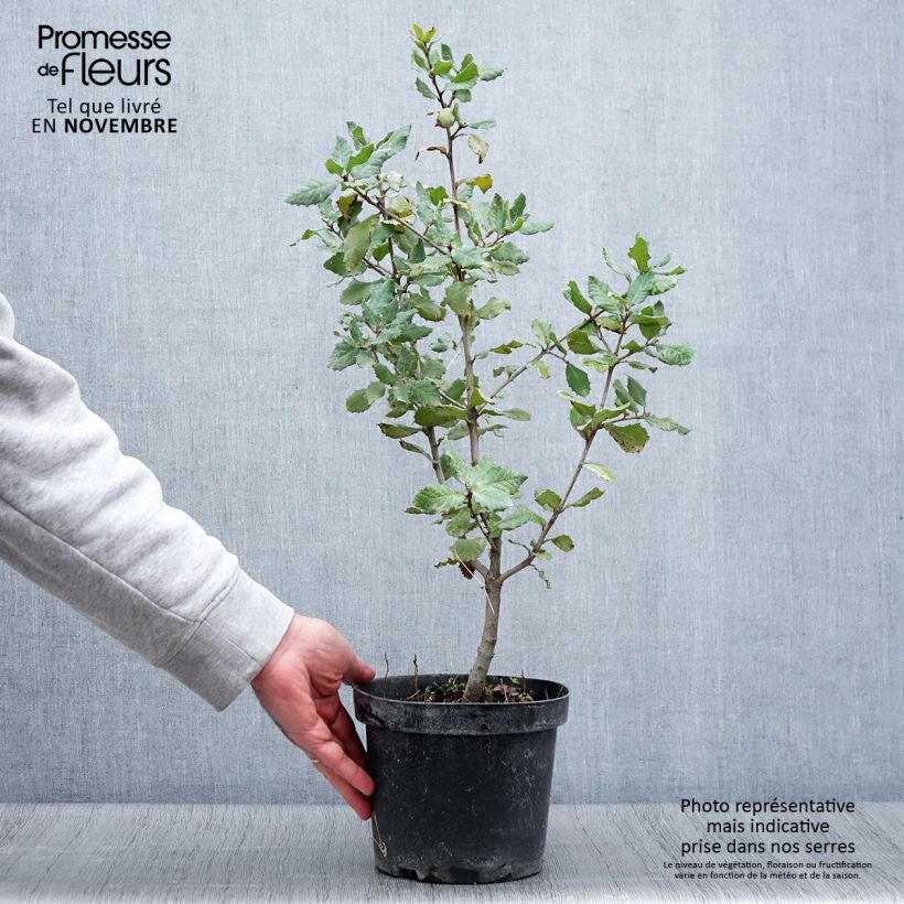 Esemplare di Quercus ilex - Quercia leccio Vaso da 3L/4L come consegnato in autunno