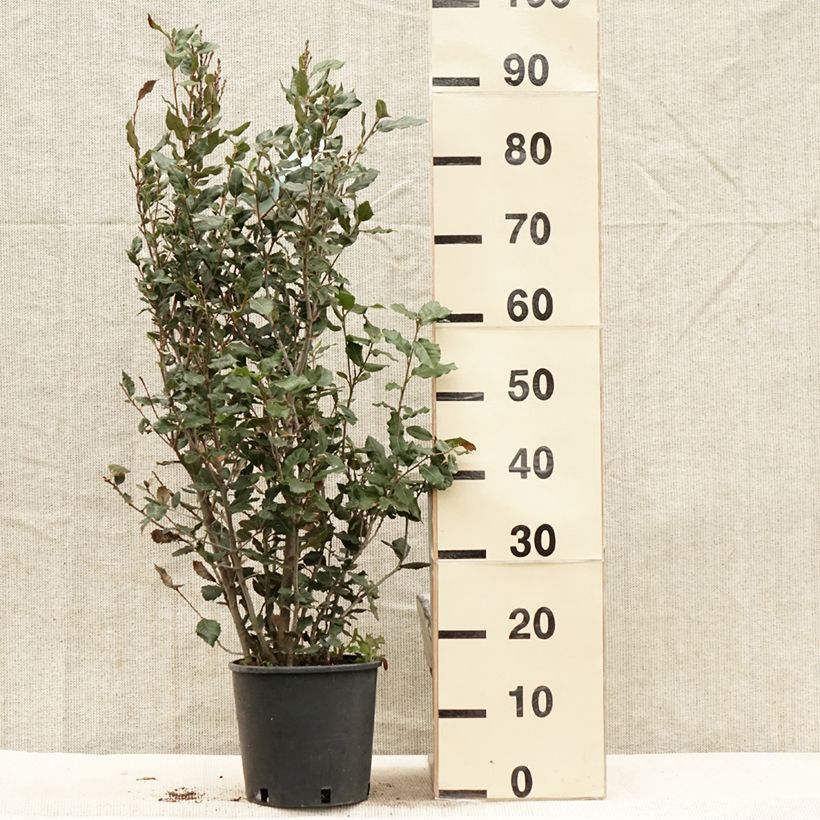 Quercus ilex - Quercia leccio Vaso da 3L/4L, A cespuglio esemplare consegnato in primavera
