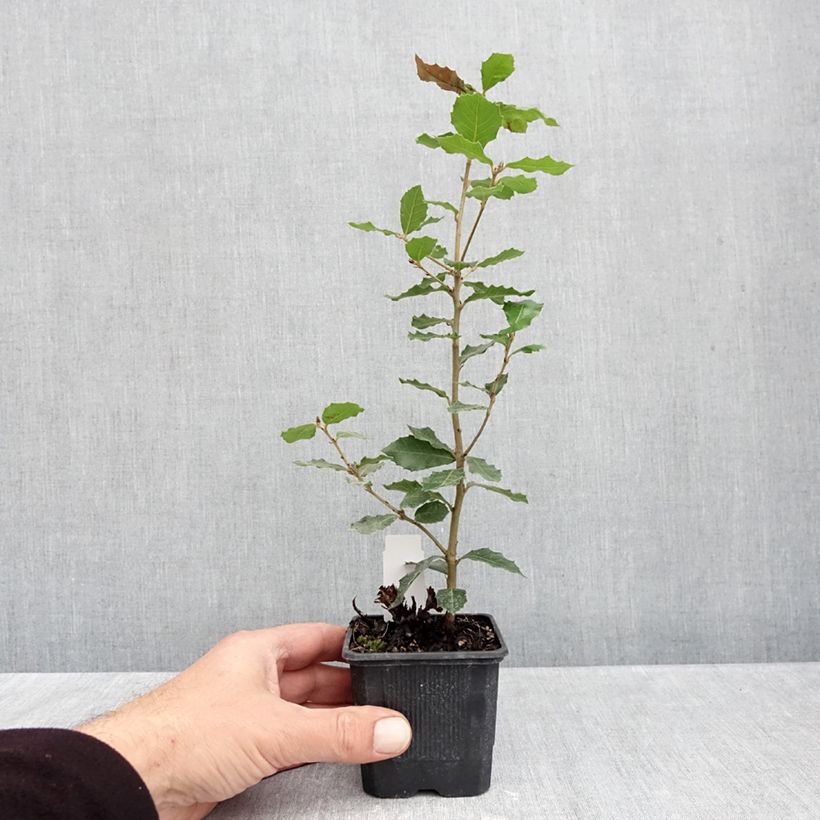 Esemplare di Quercus ilex - Quercia leccio Vasetto da 8/9 cm come consegnato in autunno