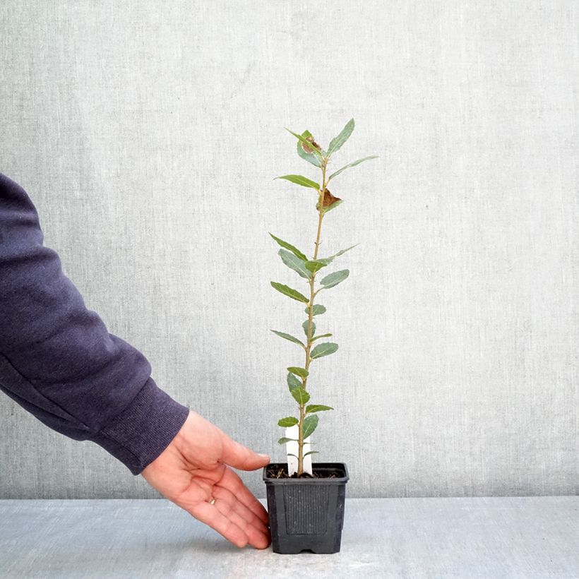 Quercus ilex - Quercia leccio Vasetto da 8/9 cm esemplare consegnato in primavera