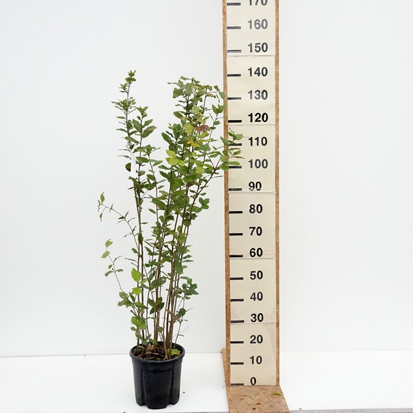Esemplare di Quercus ilex - Quercia leccio Vaso da 7,5L/10L come consegnato in autunno