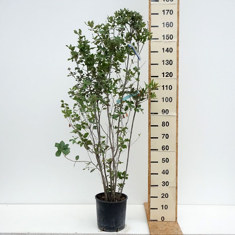 Esemplare di Quercus ilex - Quercia leccio Vaso da 7,5L/10L consegnato in estate
