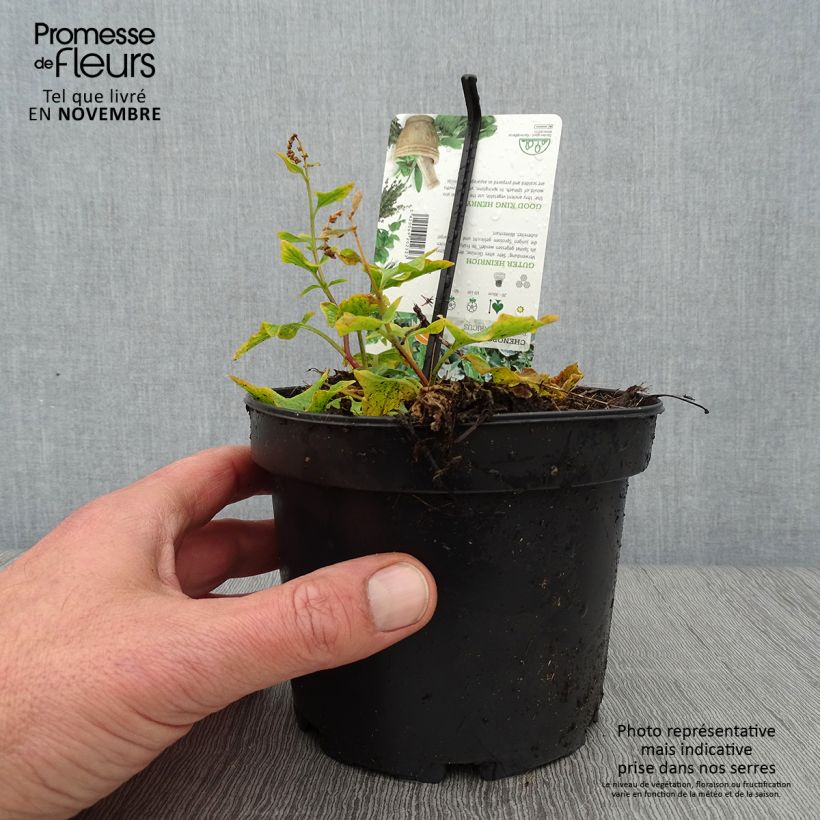 Esemplare di Spinacio selvatico bonus-henricus (piante) Vaso da 1,5L/2L come consegnato in autunno