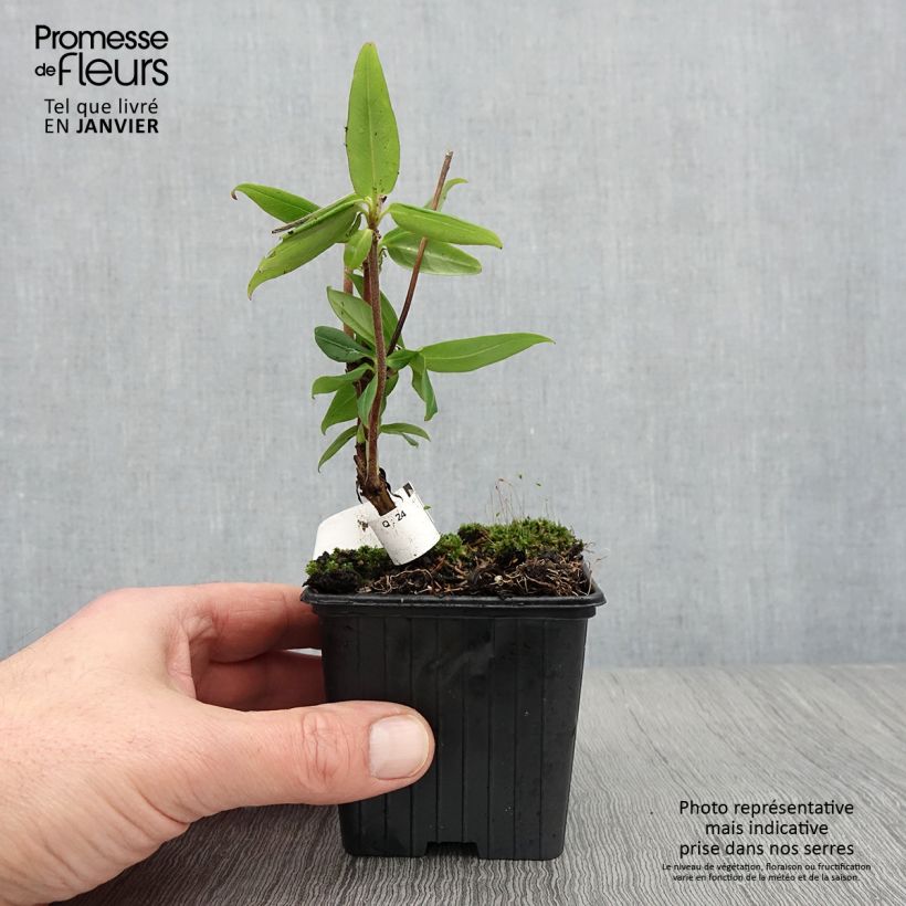 Lonicera henryi - Caprifoglio Vasetto da 8/9 cm esemplare consegnato in inverno