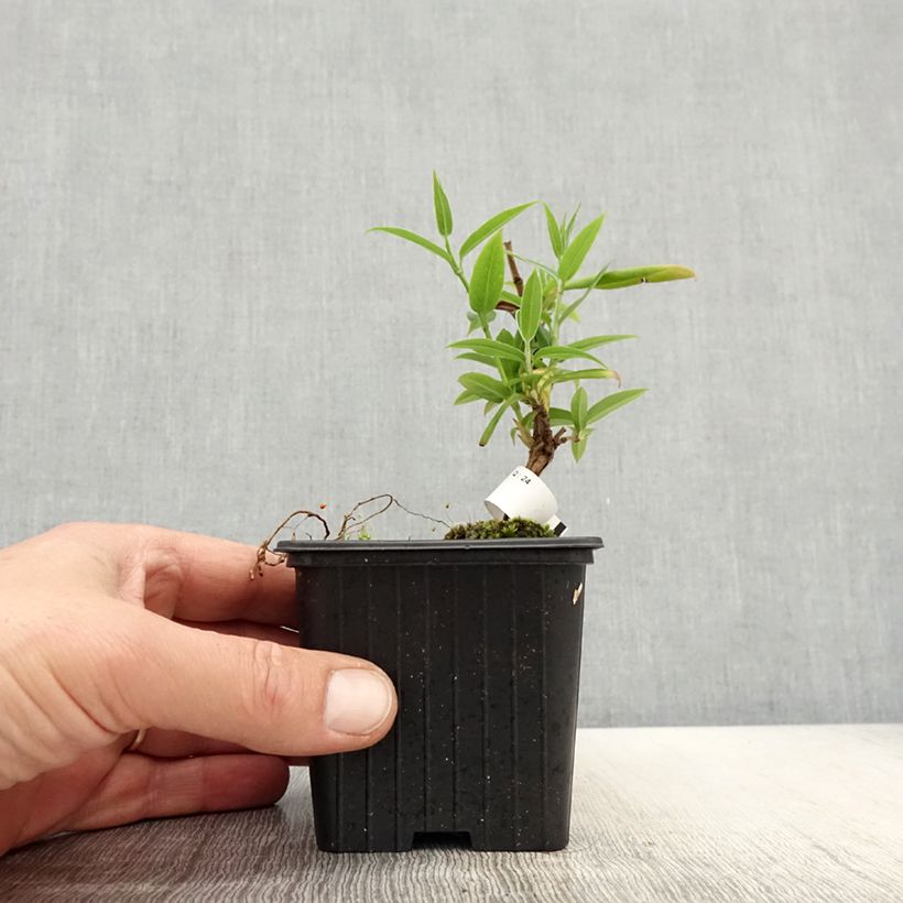 Lonicera henryi - Caprifoglio Vasetto da 8/9 cm esemplare consegnato in primavera