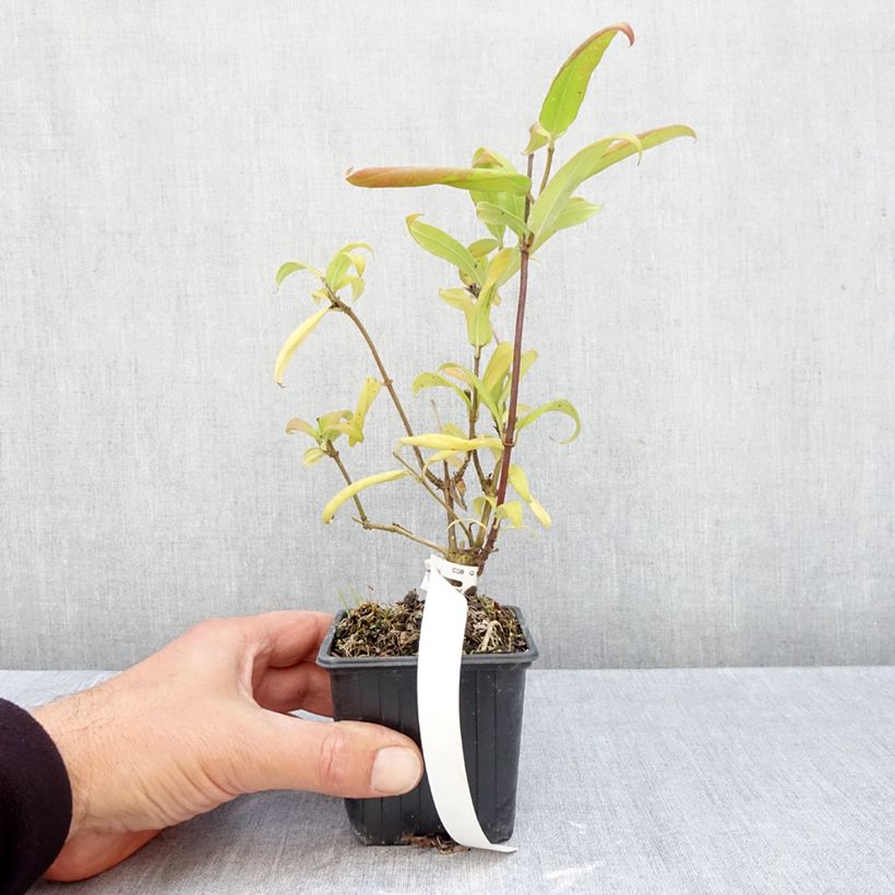 Esemplare di Lonicera henryi - Caprifoglio Vasetto da 8/9 cm come consegnato in autunno