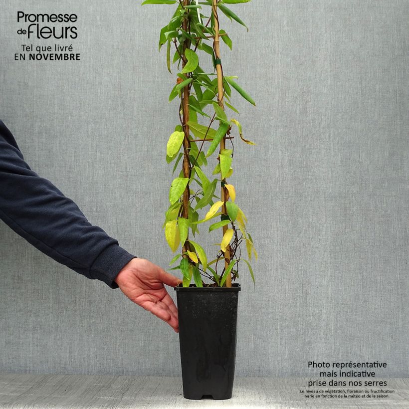 Esemplare di Lonicera henryi - Caprifoglio Vaso da 2L/3L come consegnato in autunno