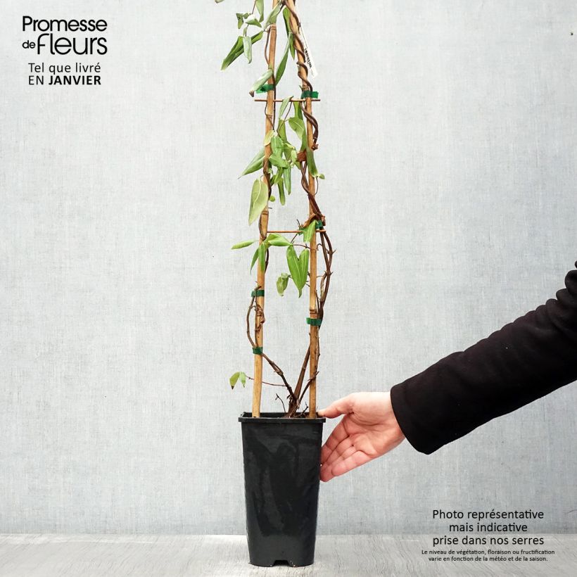 Lonicera henryi - Caprifoglio Vaso da 2L/3L esemplare consegnato in inverno