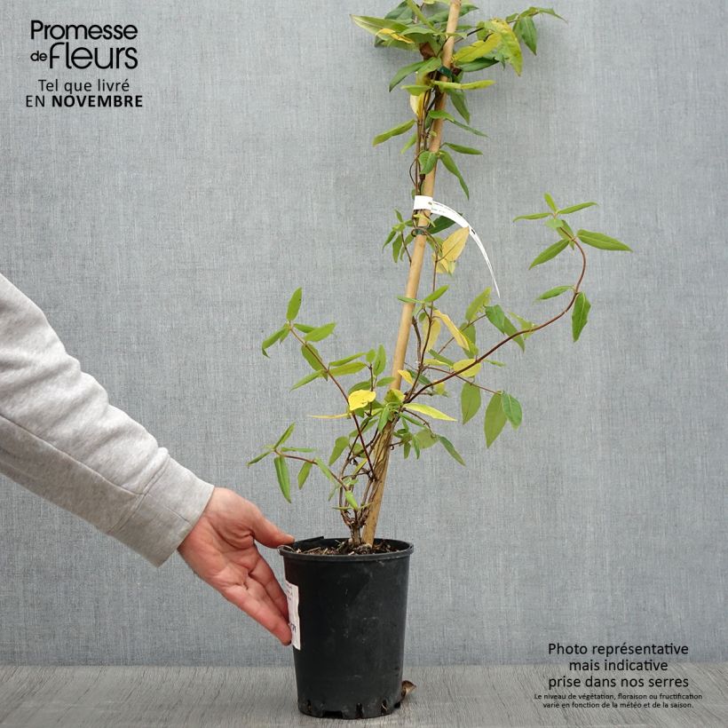 Esemplare di Lonicera henryi Caprilia Ever - Caprifoglio Vaso da 2L/3L come consegnato in autunno
