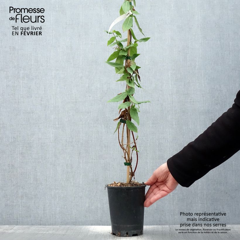 Lonicera henryi Caprilia Ever - Caprifoglio Vaso da 2L/3L esemplare consegnato in inverno