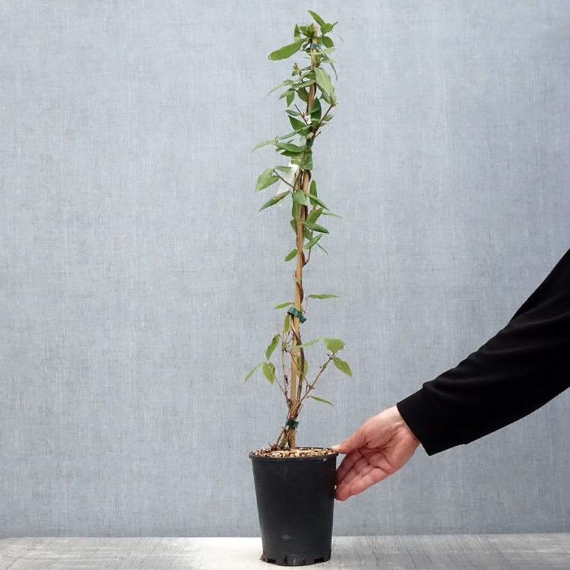 Lonicera henryi Caprilia Ever - Caprifoglio Vaso da 2L/3L esemplare consegnato in primavera