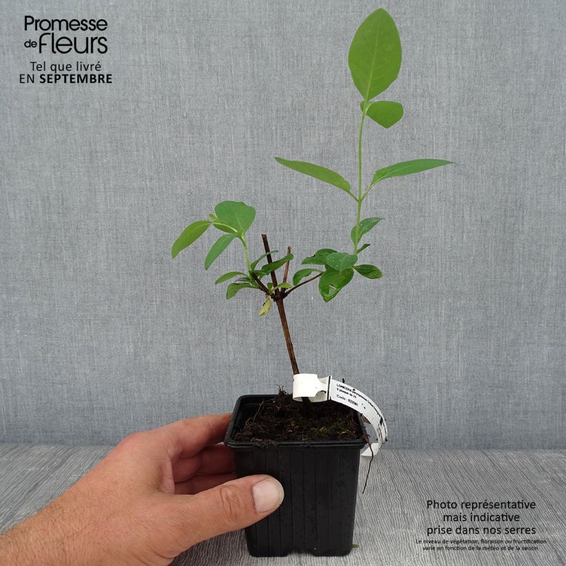 Esemplare di Lonicera periclymenum Graham thomas - Caprifoglio atlantico Vasetto da 8/9 cm come consegnato in autunno