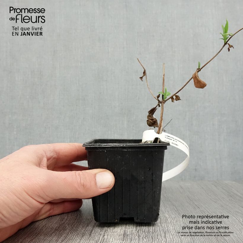 Lonicera periclymenum Graham thomas - Caprifoglio atlantico Vasetto da 8/9 cm esemplare consegnato in inverno