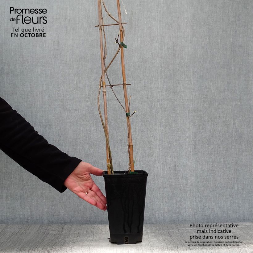 Esemplare di Lonicera periclymenum Graham thomas - Caprifoglio atlantico Vaso da 2L/3L come consegnato in autunno