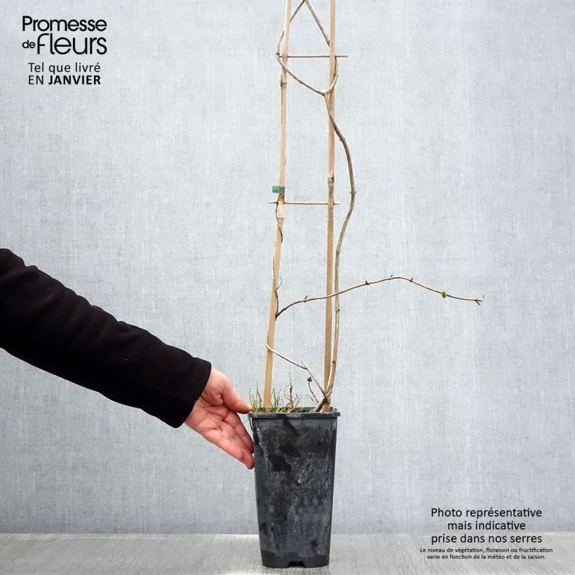 Lonicera periclymenum Graham thomas - Caprifoglio atlantico Vaso da 2L/3L esemplare consegnato in inverno