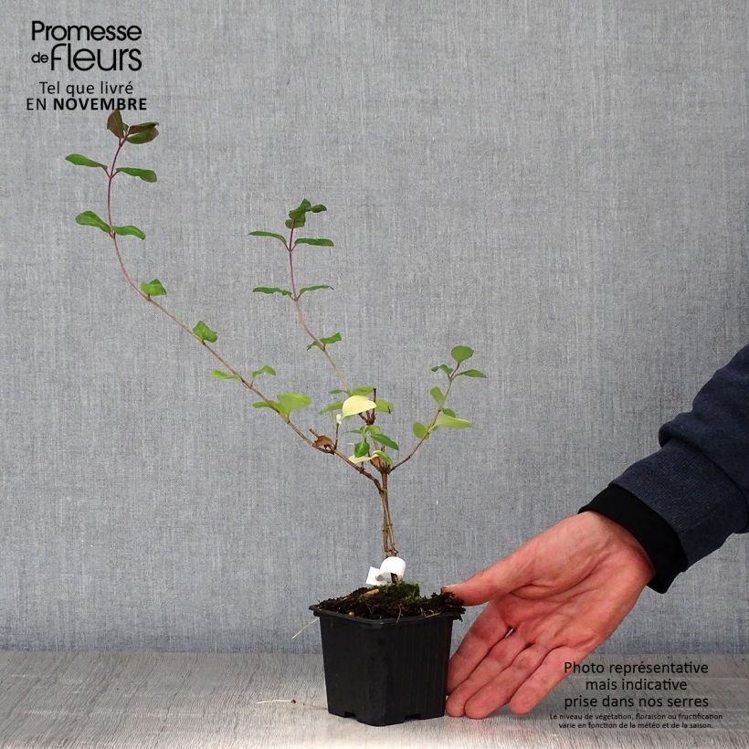 Esemplare di Lonicera periclymenum Serotina - Caprifoglio atlantico Vasetto da 8/9 cm come consegnato in autunno
