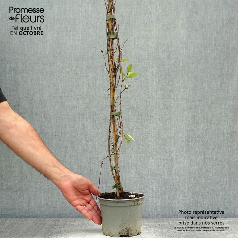 Esemplare di Lonicera periclymenum Serotina - Caprifoglio atlantico Vaso da 2L/3L come consegnato in autunno