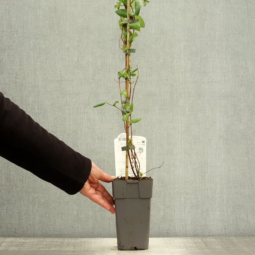 Esemplare di Lonicera japonica Halliana - Caprifoglio giapponese Vaso da 2L/3L come consegnato in autunno