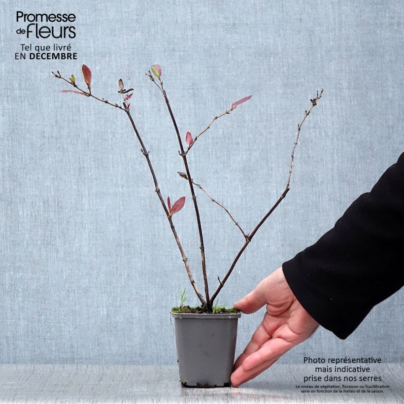 Esemplare di Lonicera japonica Dart's Acumen - Caprifoglio giapponese Vasetto da 8/9 cm come consegnato in autunno