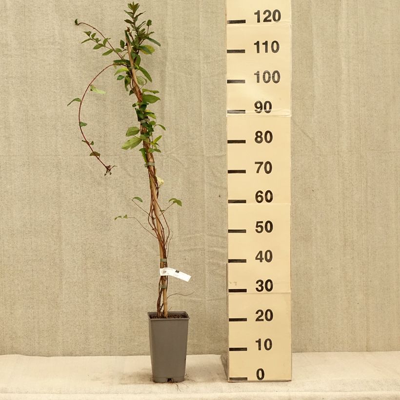 Esemplare di Lonicera japonica Dart's world - Caprifoglio giapponese Vaso da 3L/4L come consegnato in autunno