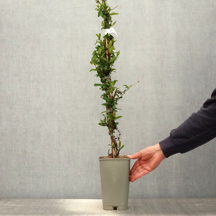 Lonicera japonica Dart's world - Caprifoglio giapponese Vaso da 3L/4L esemplare consegnato in primavera