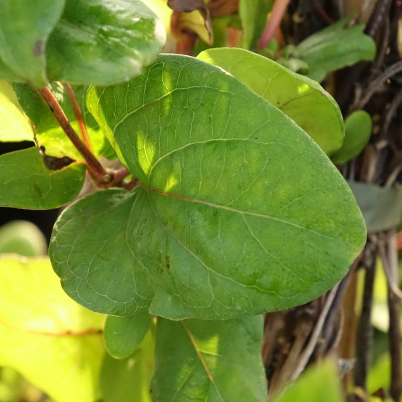 Lonicera japonica Dart's world - Caprifoglio giapponese (Fogliame)