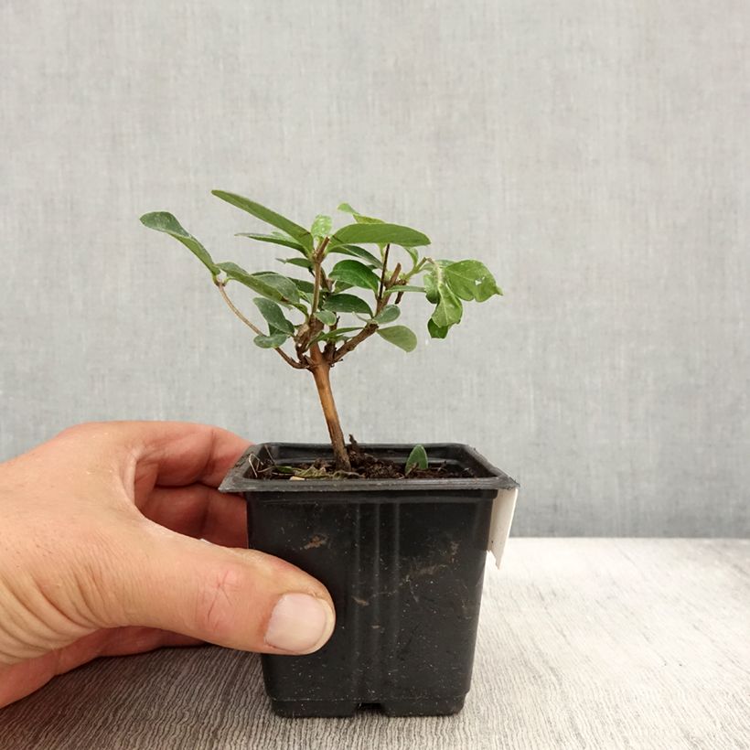 Esemplare di Lonicera japonica Hall's Prolific - Caprifoglio giapponese Vasetto da 8/9 cm come consegnato in autunno