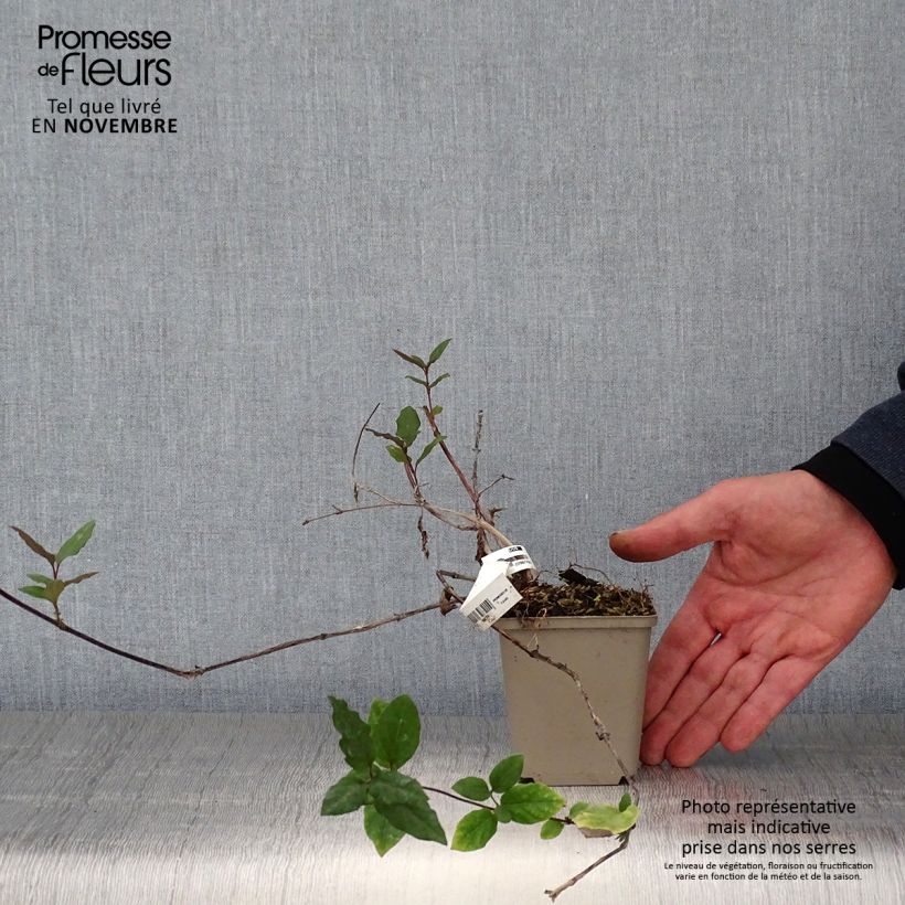 Esemplare di Lonicera japonica Sinensis - Caprifoglio giapponese Vasetto da 8/9 cm come consegnato in autunno