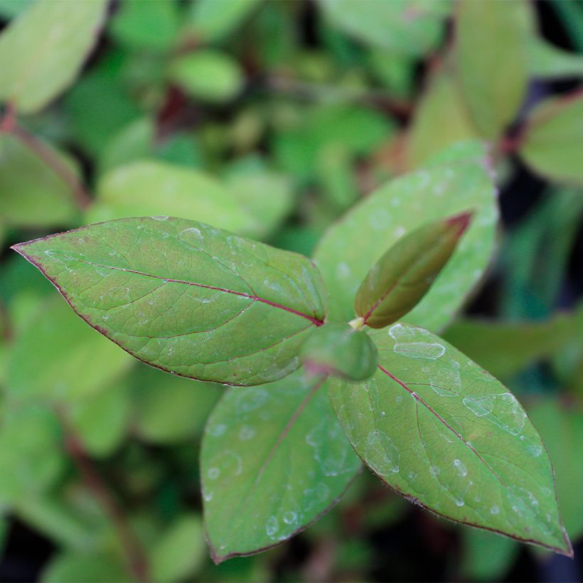 Lonicera japonica Sinensis - Caprifoglio giapponese (Fogliame)