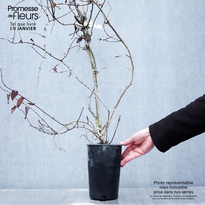 Lonicera japonica Sinensis - Caprifoglio giapponese Vaso da 2L/3L esemplare consegnato in inverno