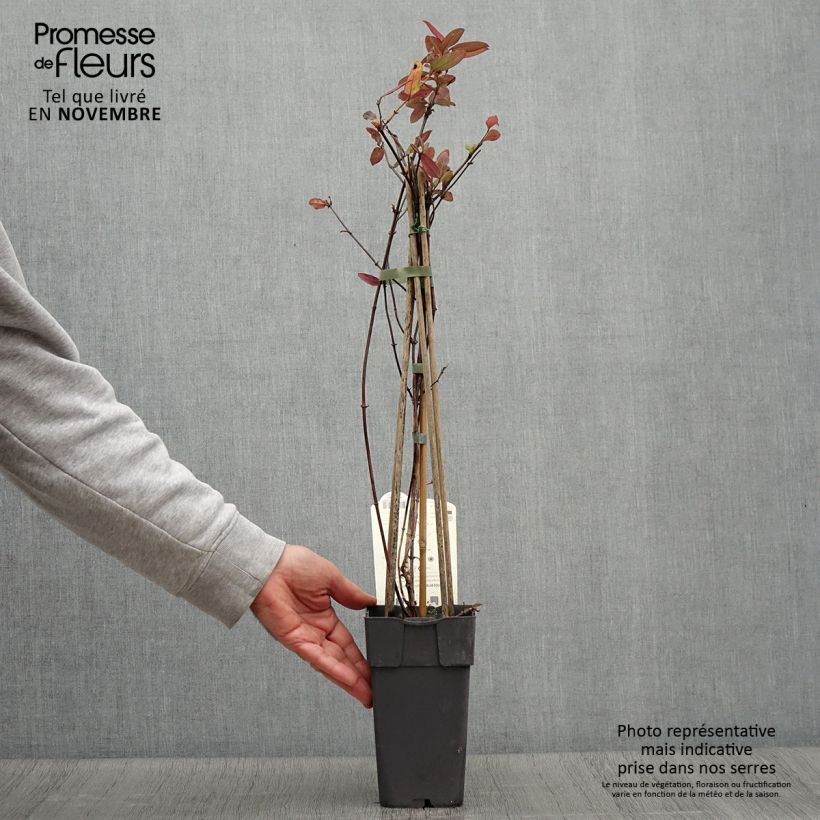 Esemplare di Lonicera japonica Red World - Caprifoglio giapponese Vaso da 2L/3L come consegnato in autunno
