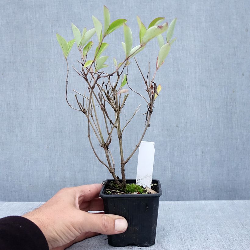 Esemplare di Lonicera heckrottii Gold Flame - Caprifoglio heckrottii Vasetto da 8/9 cm come consegnato in autunno