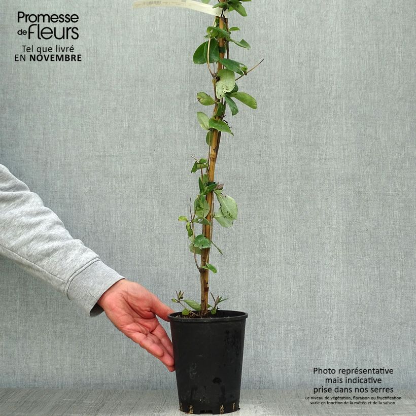Esemplare di Lonicera heckrottii Gold Flame - Caprifoglio heckrottii Vaso da 2L/3L come consegnato in autunno