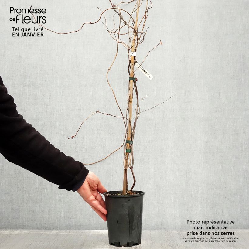 Lonicera heckrottii Gold Flame - Caprifoglio heckrottii Vaso da 2L/3L esemplare consegnato in inverno