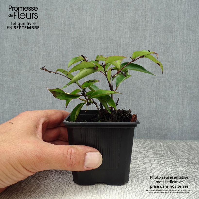 Esemplare di Lonicera henryi Marinella - Caprifoglio Vasetto da 8/9 cm come consegnato in autunno
