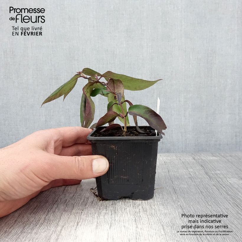 Lonicera henryi Marinella - Caprifoglio Vasetto da 8/9 cm esemplare consegnato in inverno