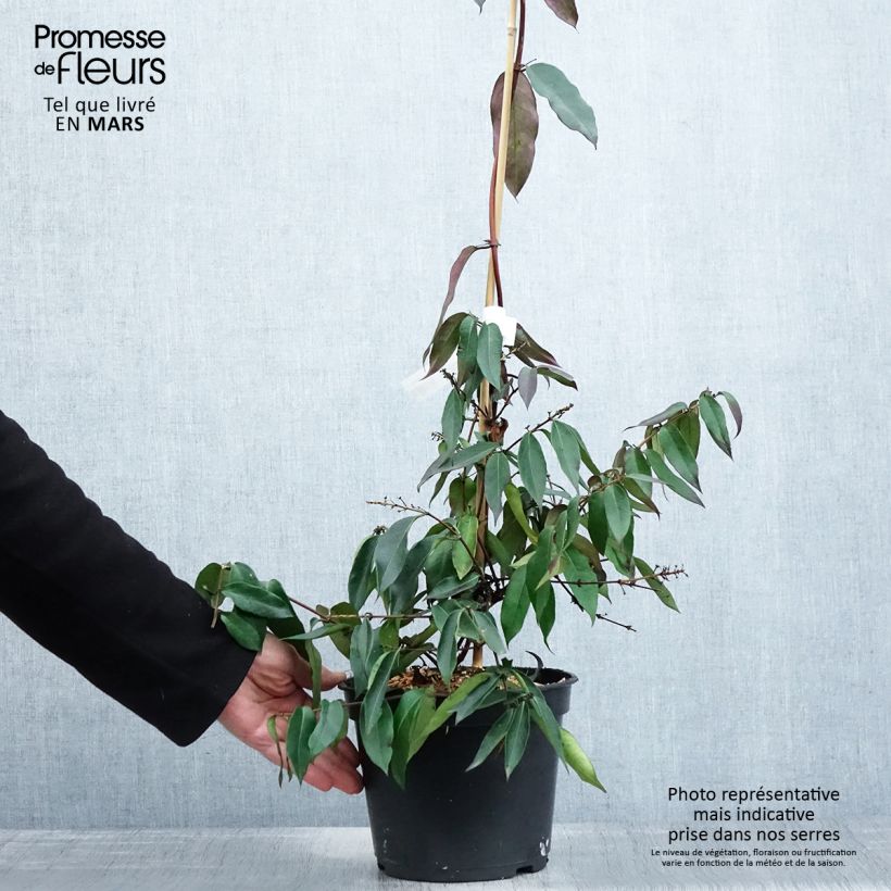 Lonicera henryi Marinella - Caprifoglio Vaso da 4L/5L esemplare consegnato in primavera