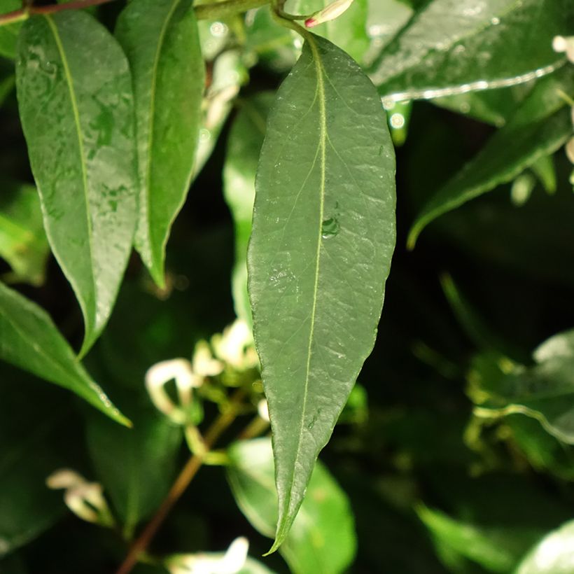 Lonicera henryi Marinella - Caprifoglio (Fogliame)