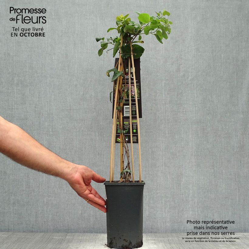 Esemplare di Lonicera caprifolium - Caprifoglio comune Vaso da 1,5L/2L come consegnato in autunno