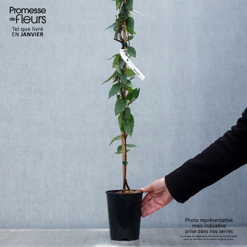 Lonicera similis var. delavayi - Caprifoglio Vaso da 2L/3L esemplare consegnato in inverno