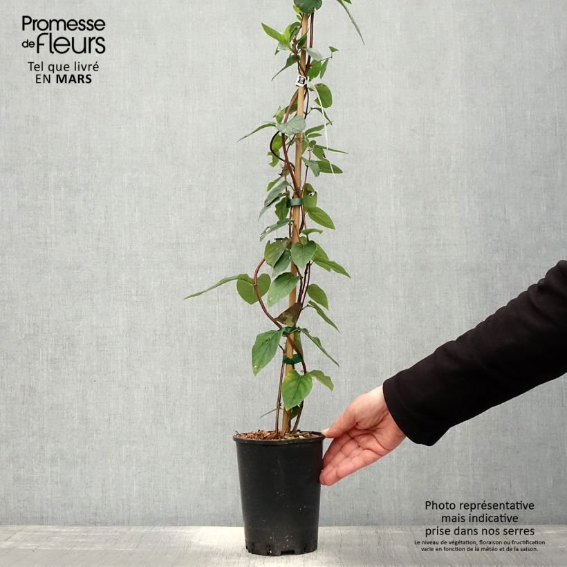 Lonicera similis var. delavayi - Caprifoglio Vaso da 2L/3L esemplare consegnato in primavera