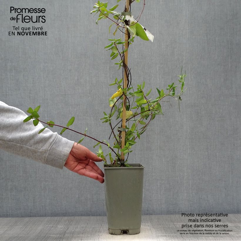 Esemplare di Lonicera japonica Aureoreticulata - Caprifoglio giapponese Vaso da 2L/3L come consegnato in autunno