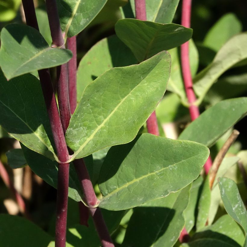 Lonicera periclymenum Belgica - Caprifoglio atlantico (Fogliame)