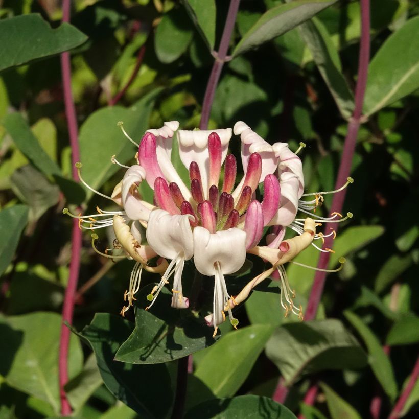 Lonicera periclymenum Belgica - Caprifoglio atlantico (Fioritura)