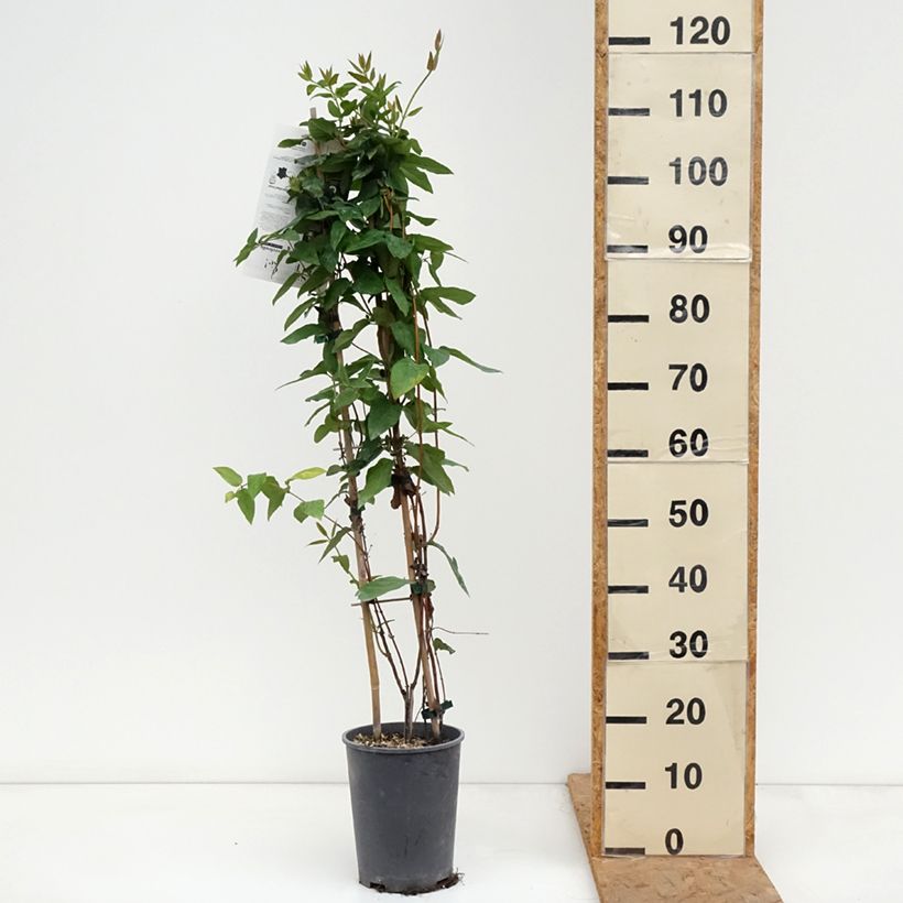 Esemplare di Lonicera similis var. delavayi - Caprifoglio Vaso da 4L/5L come consegnato in autunno