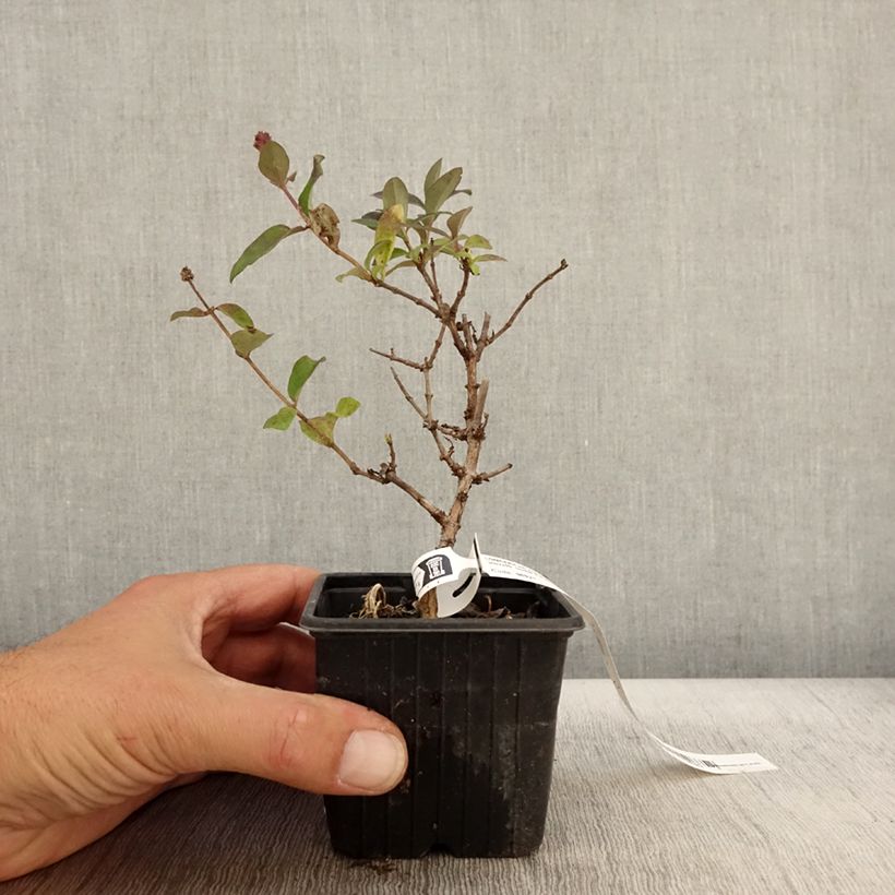 Esemplare di Lonicera periclymenum Chic et Choc - Caprifoglio atlantico Vasetto da 8/9 cm come consegnato in autunno