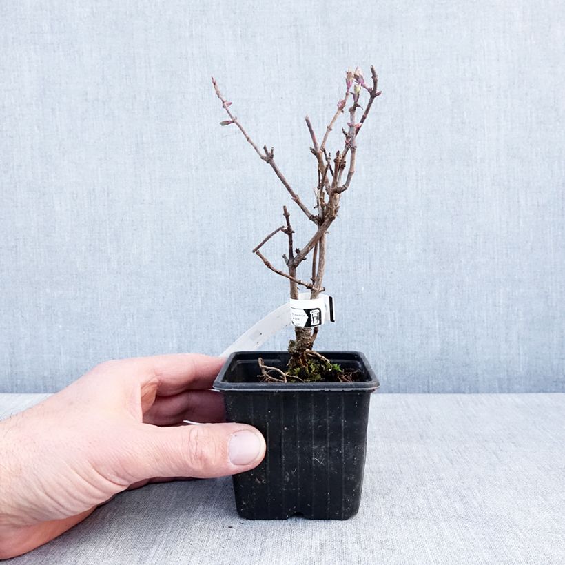 Lonicera periclymenum Chic et Choc - Caprifoglio atlantico Vasetto da 8/9 cm esemplare consegnato in inverno