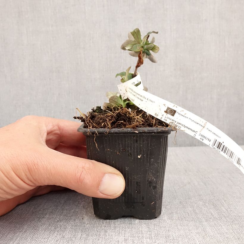 Lonicera periclymenum Chic et Choc - Caprifoglio atlantico Vasetto da 8/9 cm esemplare consegnato in primavera