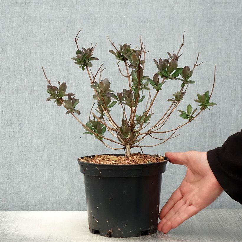 Lonicera periclymenum Chic et Choc - Caprifoglio atlantico Vaso da 2L/3L esemplare consegnato in primavera