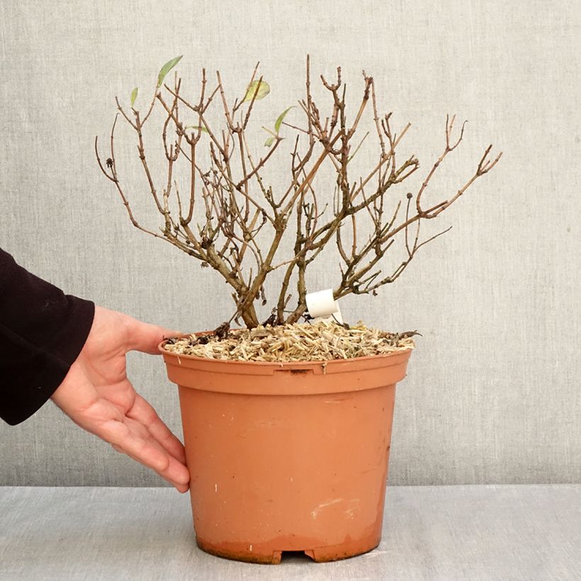 Esemplare di Lonicera periclymenum Chic et Choc - Caprifoglio atlantico Vaso da 2L/3L come consegnato in autunno